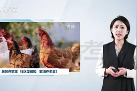 社区发通知，禁养家禽家畜，否则取消村级养老金？视频封面