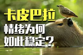 卡皮巴拉，脾气真的是动物界第一好吗？视频封面