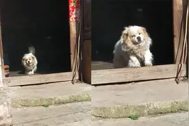 得知主人回家18岁的狗狗出门迎接，踉跄艰难慢慢挪出门，网友泪目视频封面