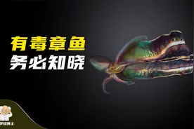 盘点全球五种最具毒性的章鱼，也许能在关键时刻救你一命#章鱼