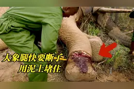 大象腿快被绞断了，派出直升机救助！用泥巴裹住象腿，太暖心了！视频封面