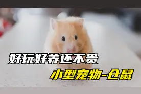 一种最适合新手养的小型宠物，好玩好养还不贵视频封面