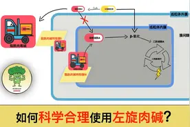 关于左旋肉碱的一切：它为什么可以减肥？（基于当前研究证据）视频封面