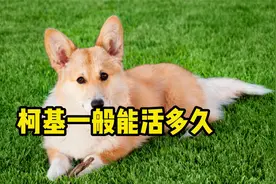 柯基一般能活多久？如何延长寿命！视频封面