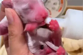 路边捡到刚出生的小狗，医生说很难存活，女子坚信要养大