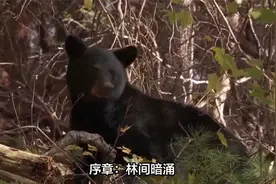 黑熊母子被七匹狼围攻，小黑熊惨遭屠杀， 熊狼大战十分惨烈视频封面