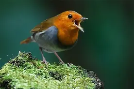 100种鸟叫，太好听了，一饱耳福！(百听不厌！)