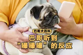 为什么巴哥听到“嘬嘬嘬”，就马上跑过来呢？