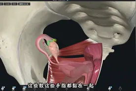 输卵管，连接子宫和卵巢的通道