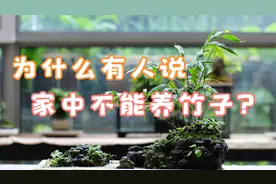 宁可食无肉不可居无竹，那为什么还有人说家中不能养竹子呢？视频封面