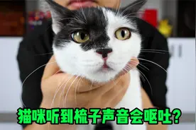 网传：猫听到梳子的声音就会呕吐，是真的吗，难道猫还怕梳子？视频封面