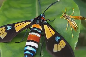 9条最美丽的蛇，全身色彩斑斓，你不会相信它们真的存在视频封面