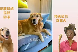 狗狗偷吃了红烧排骨，还用榴莲皮扎麻麻的脚，真狠！