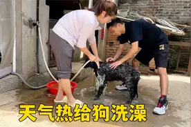 最近天气热，夫妻俩给狗洗澡，前后待遇差别很明显
