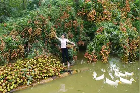 276集：田园女子划竹筏，在河边采摘荔枝，开拖拉机路边摆摊出售视频封面