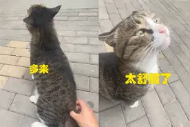 男子抚摸小猫，手法太过娴熟，小猫直呼上瘾，堪比猫草！视频封面