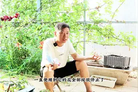 磷酸二氢钾促开花？不是所有植物都能用，用错黄叶僵苗，甚至枯死视频封面