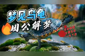 梦见乌龟 - 周公解梦