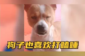 【搞笑配音】狗子原来也喜欢打瞌睡....你这一天晚上干嘛去了....
