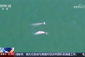 见者好运！漳江口现中华白海豚结伴畅游视频封面