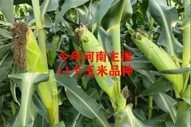 这11个玉米品种，成为今年河南主推品种，看看都是哪些品种视频封面