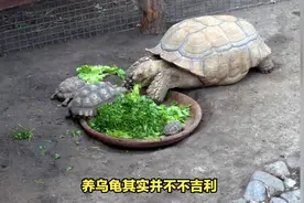为什么养乌龟不吉利？养乌龟不吉利？揭秘乌龟的“诡异”传说！视频封面