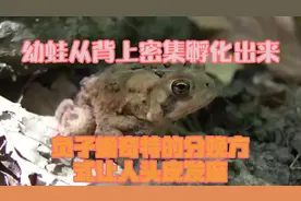 幼蛙从背上密集孵化出来，负子蟾奇特的分娩方式，让人头皮发麻