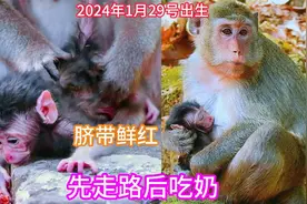 猴美心善派珀生娃啦！小猴宝出生三小时，还没吃奶就会走路