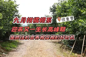 9月柑橘根系迎来又一个生长高峰期，是抓住机会养根壮根的好时机