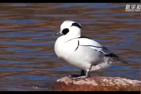 【#青藏高原上的熊猫鸭萌翻了# 】春日来临，天气渐暖