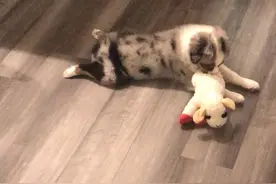 小馄饨-迷你澳牧戏耍发声的玩具小羊羔