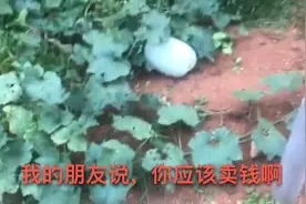 中国带的冬瓜种子种出来了！非洲没有冬瓜我摘点送给中国朋友！视频封面