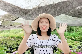 37度，100多个绣球品种，耐热品种分享，有你喜欢的吗？视频封面