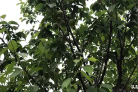 三月份是青梅的采摘期，广州很多公园里面种植免费采摘，你心动吗视频封面