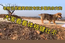 老板说一只来自藏獒和拉布拉多配的杂交狗，四只小蹄子还挺健壮！