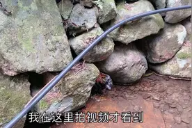 刚买的一只鸡跑走了！居然躲在小溪的洞里，费了九牛二虎之力找回视频封面