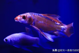 被钓的蝴蝶鲤！尾巴修成孔雀尾了！图片