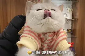 建议不要给猫咪穿衣服，好看是好看但不舒服