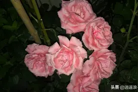 你像花儿一样美丽图片