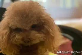 狗子最可爱！！图片