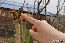 农家小院种了几棵刺老芽树，树干上都是刺不小心手就会被扎出血了图片