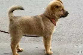 中华田园犬这么好，为什么要落到禁养图片