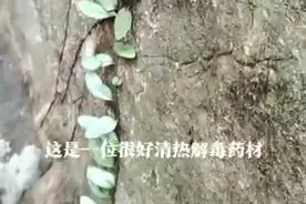 野外石壁上这种长的像瓜子一样的草，是一种草药哦！名为：石瓜子