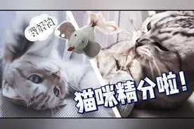 一只有精神分裂的猫咪，柏多吉