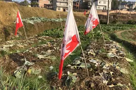 上饶农村，菜园里为何要插“旗帜”，城里人知道吗？