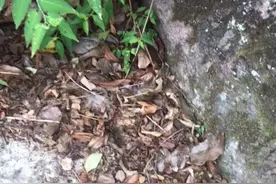 蜥蜴也吃蜈蚣的视频封面