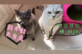 据说用手喂猫咪好吃的 可以增进感情 结果都是大片子 呜~视频封面