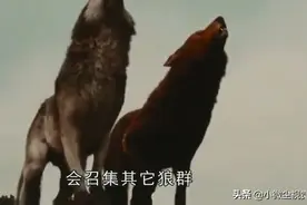 在野外，我们如果遇到狼该怎么办？教你一个小技巧。视频封面