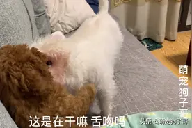 惊呆主人了，家中西高地白梗和泰迪关系太好