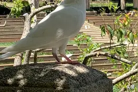 中山陵音乐谷图片